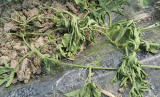 西瓜枯萎病如何防治？