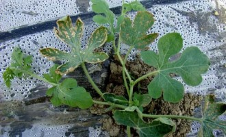 如何區(qū)分西瓜葉片是高溫燙傷還是病害？