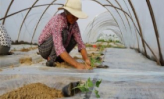 西瓜苗移植什么時候澆定根水？