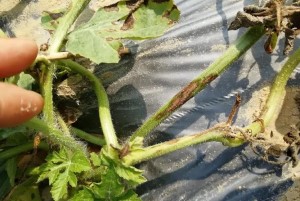 西瓜蔓枯病怎樣防治？