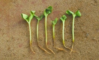 西瓜猝倒病和立枯病如何區(qū)分？